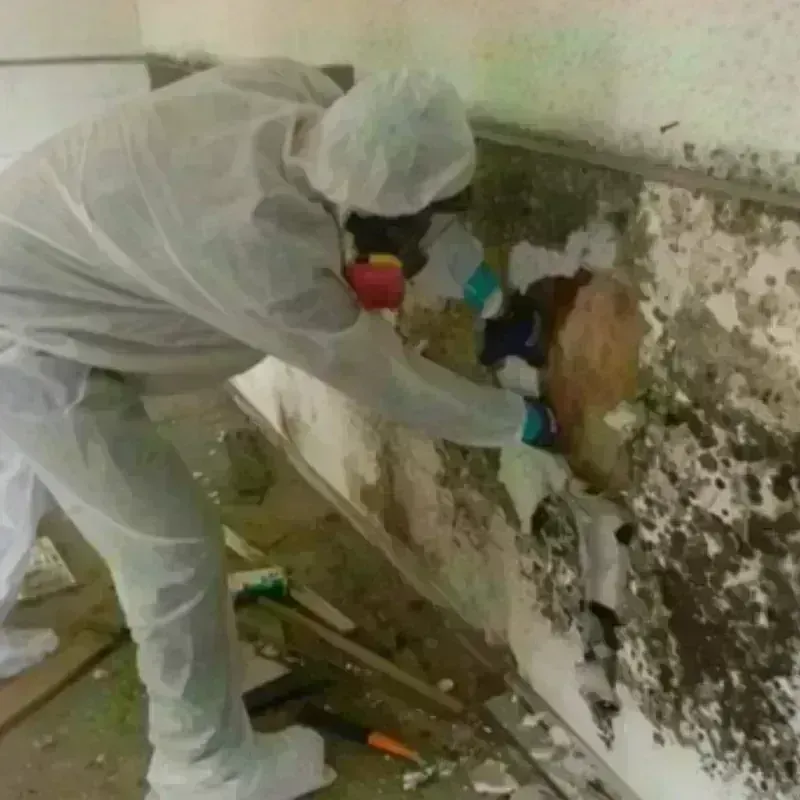 Mold Remediation and Removal in Selbyville, DE